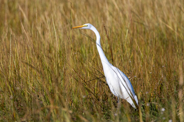 Great Egret